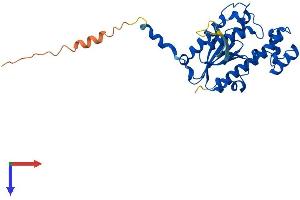 THG1L Protein (AA 1-298) (His tag)