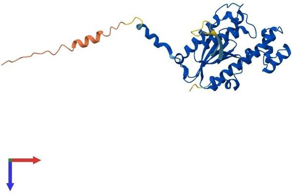 THG1L Protein (AA 1-298) (His tag)