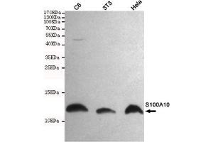 Western blot detection of S100A10 in C6,3T3 and Hela cell lysates using S100A10 mouse mAb (1:1000 diluted).