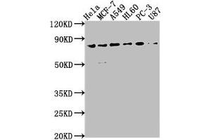 EXOC3 Antikörper  (AA 410-756)