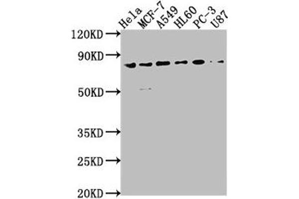 EXOC3 Antikörper  (AA 410-756)