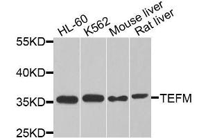 Western blot analysis of extracts of various cell lines, using TEFM antibody (ABIN5974873) at 1/1000 dilution. (TEFM Antikörper)
