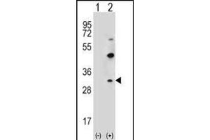 Western blot analysis of CLDN2 (arrow) using rabbit polyclonal CLDN2 Antibody  (ABIN656563 and ABIN2845823).