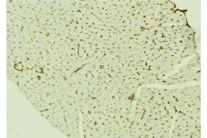 ABIN6276525 at 1/100 staining Mouse liver tissue by IHC-P. (TTR Antikörper  (C-Term))