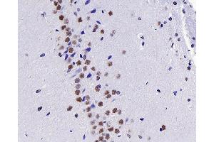 Immunohistochemistry analysis of paraffin-embedded Rat brain using c-Fos Polyclonal Antibody at dilution of 1:200. (c-FOS Antikörper)