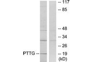 Western blot analysis of extracts from RAW264. (PTTG1 Antikörper  (AA 116-165))