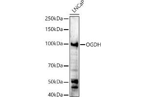 Western blot analysis of extracts of LNCaP cells, using OGDH antibody (ABIN6131414, ABIN6145003, ABIN6145005 and ABIN6222018) at 1:500 dilution. (alpha KGDHC Antikörper  (AA 148-427))