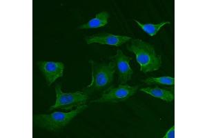 IF analysis of TRIM25 using anti-TRIM25 antibody (ABIN7599495).