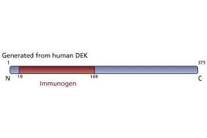 Image no. 3 for anti-DEK Oncogene (DEK) (AA 19-169) antibody (ABIN968269)