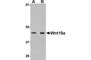 Western blot analysis of Wnt10a in RAW264. (WNT10A Antikörper  (C-Term))