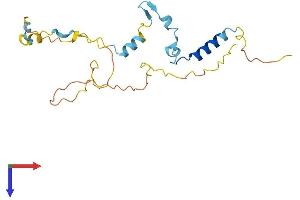 IFT43 Protein (AA 1-208) (His tag)