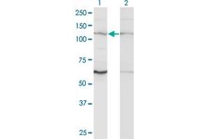 Western Blot analysis of ZNF268 expression in transfected 293T cell line by ZNF268 monoclonal antibody (M02), clone 3B4.