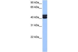 Western Blotting (WB) image for anti-Germ Cell Associated 1 (GSG1) antibody (ABIN2463617) (GSG1 Antikörper)