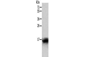 Gel: 12 % SDS-PAGE, Lysate: 40 μg, Lane: Human lymphoma tissue, Primary antibody: ABIN7128814(CCL24 Antibody) at dilution 1/400, Secondary antibody: Goat anti rabbit IgG at 1/8000 dilution, Exposure time: 1 minute (CCL24 Antikörper)