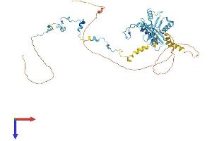 PAF1/PD2 Protein (AA 1-535) (His tag)