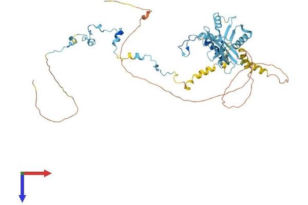 PAF1/PD2 Protein (AA 1-535) (His tag)