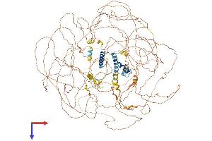 BCL9 Protein (AA 1-1426) (His tag)