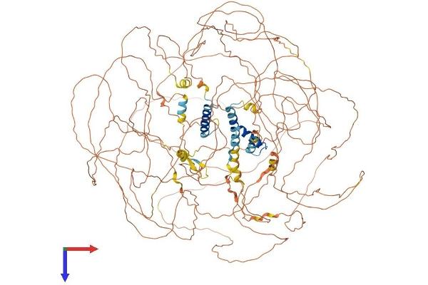 BCL9 Protein (AA 1-1426) (His tag)