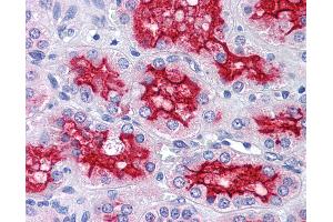 Anti-PRDX4 / Peroxiredoxin 4 antibody IHC of human kidney.