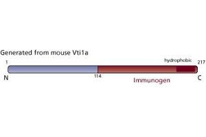 Image no. 2 for anti-Vesicle Transport through Interaction with t-SNAREs 1A (VTI1A) (AA 114-217) antibody (ABIN968427) (VTI1A Antikörper  (AA 114-217))