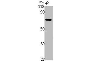 Western Blot analysis of 293 cells using Annexin VI Polyclonal Antibody (ANXA6 Antikörper  (N-Term))