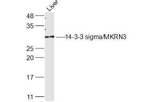 Rat Liver lysates probed with 14-3-3 sigma Polyclonal Antibody, Unconjugated  at 1:300 dilution and 4˚C overnight incubation. (14-3-3 sigma/SFN Antikörper  (AA 101-200))