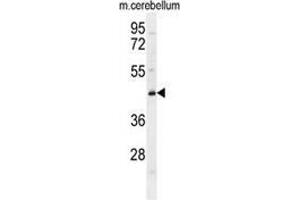 Western blot analysis in mouse cerebellum tissue lysates (35ug/lane) using CYB5D2 Antibody (C-term).