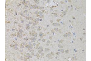 Immunohistochemistry of paraffin-embedded rat brain using PEA15 antibody. (PEA15 Antikörper)