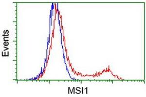 HEK293T cells transfected with either RC215992 overexpress plasmid (Red) or empty vector control plasmid (Blue) were immunostained by anti-MSI1 antibody (ABIN2454198), and then analyzed by flow cytometry. (MSI1 Antikörper)