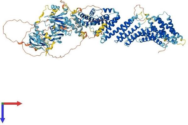 EDRF1 Protein (AA 1-1239) (His tag)