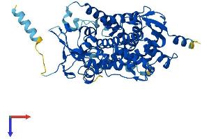 CYP17A1 Protein (AA 1-507) (His tag)