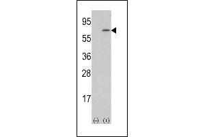 Western blot analysis of lysate from human placenta tissue lysate, using M-CSF Antibody (Center) (ABIN390719 and ABIN2840996). (M-CSF/CSF1 Antikörper  (AA 230-257))