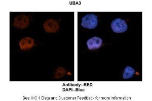 Sample Type :  Human brain stem cells  Primary Antibody Dilution :  1:500  Secondary Antibody :  Goat anti-rabbit Alexa-Fluor 594  Secondary Antibody Dilution :  1:1000  Color/Signal Descriptions :  UBA3: Red DAPI:Blue  Gene Name :  UBA3  Submitted by :  Dr. (UBA3 Antikörper  (N-Term))