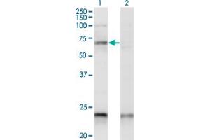 Western Blot analysis of CREB5 expression in transfected 293T cell line by CREB5 monoclonal antibody (M01A), clone 1E2. (CREB5 Antikörper  (AA 1-99))