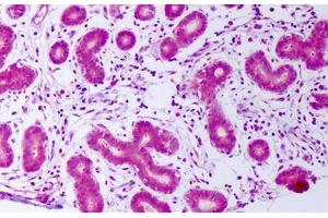 Anti-PDGFA antibody IHC staining of human breast, epithelium. (PDGF-AA Homodimer Antikörper)