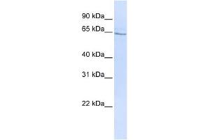 GLP2R antibody used at 1 ug/ml to detect target protein. (GLP2R Antikörper  (N-Term))