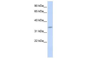 CDK5 antibody (70R-10475) used at 1 ug/ml to detect target protein. (CDK5 Antikörper  (N-Term))