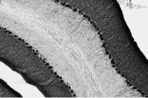 Adult rat brain hippocampus immunohistochemistry. (DLG2 Antikörper  (AA 1-852))