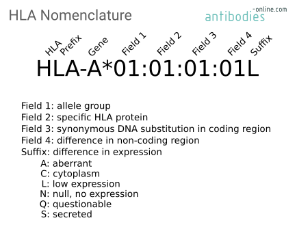 Human Leukozyten Antigen (HLA) Nomenklatur - antikoerper-online.de