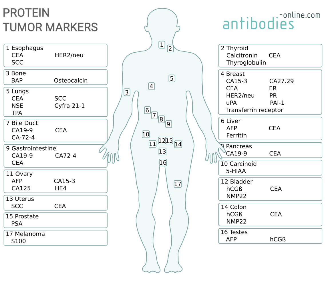 Protein Tumor Marker - antikoerper-online.de