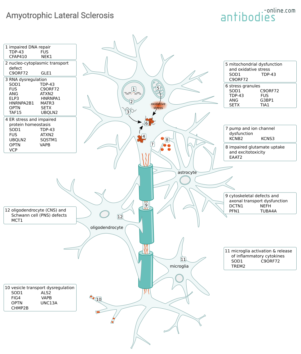 ALS factors -antibodies-online.com