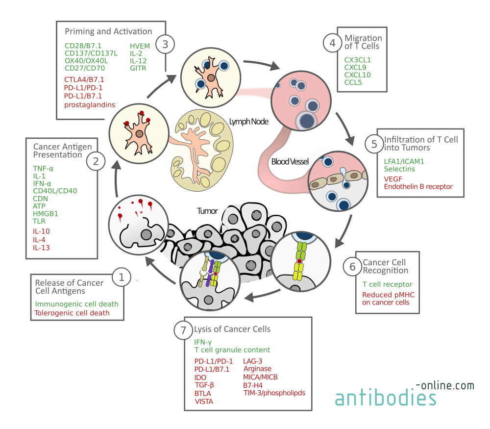 Cancer Immunity Zyklus