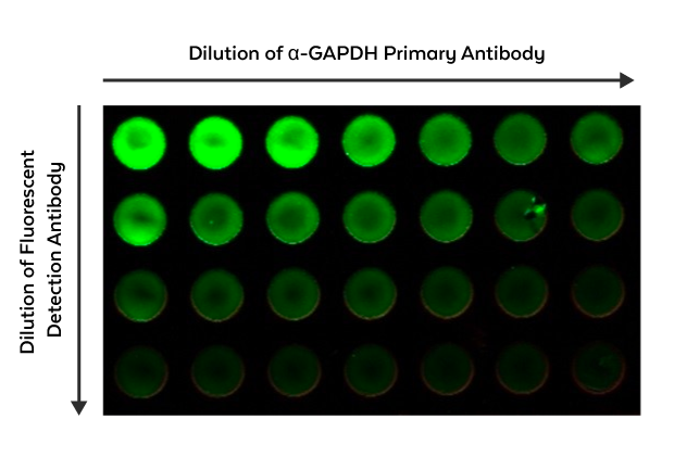 Zellbasierter Fluoreszenz-ELISA: anti-GAPDH-Antikörper