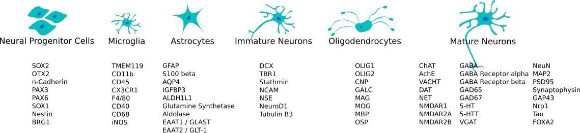 Wichtige ZNS-Zelltyp-Marker Übersicht