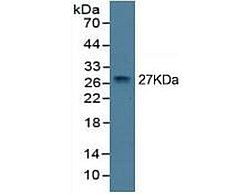 Mouse Detection Antibody