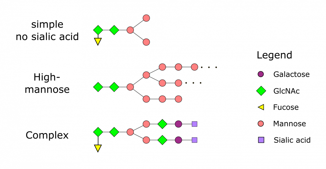 N-Glykosylierungsmuster