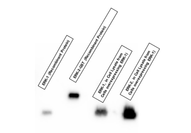 Western Blot von Antikörpern gegen ERK-2 zu ERK-1 Proteinen