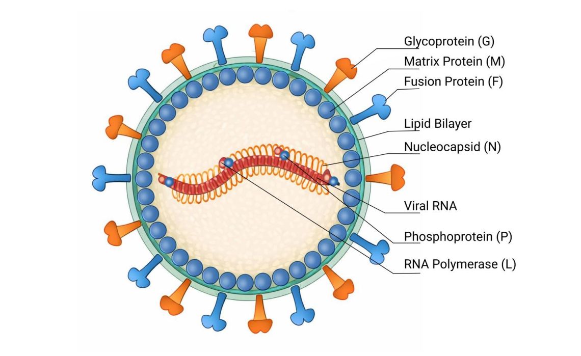 Schematische, farbcodierte Querschnittsdarstellung des Nipah-Virus mit beschrifteten Strukturkomponenten, einschließlich Lipidmembran, Glycoprotein (G), Fusionsprotein (F), Matrixprotein (M), Nukleokapsid (N), viraler RNA sowie Phosphoprotein (P) und RNA-Polymerase (L).