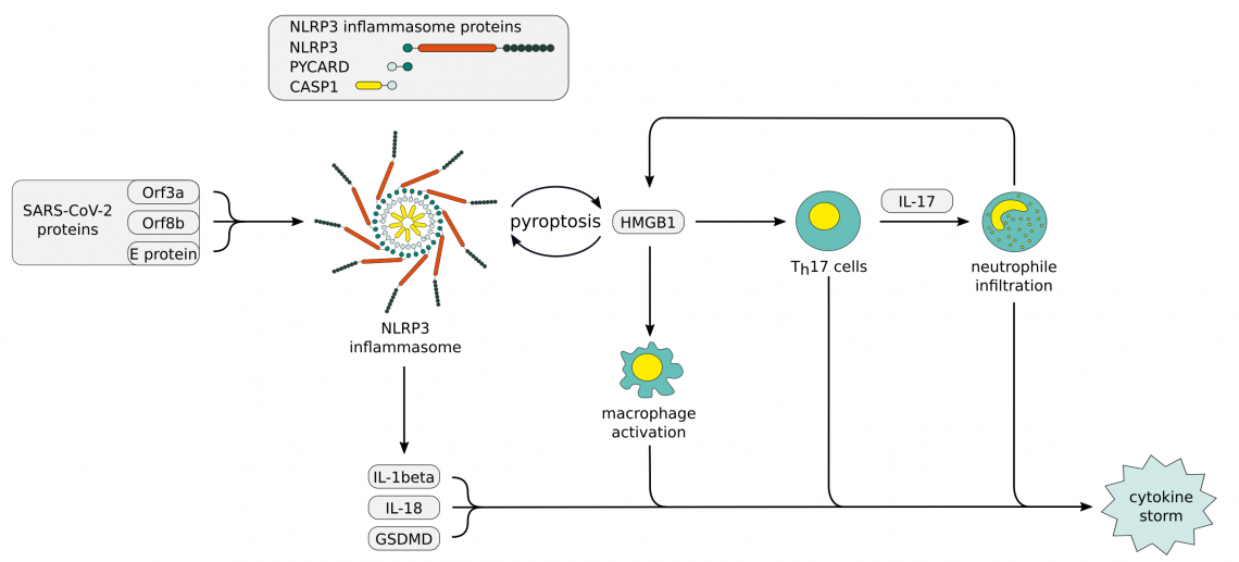 NLRP3 Inflammasom-Dysregulation bei COVID-19