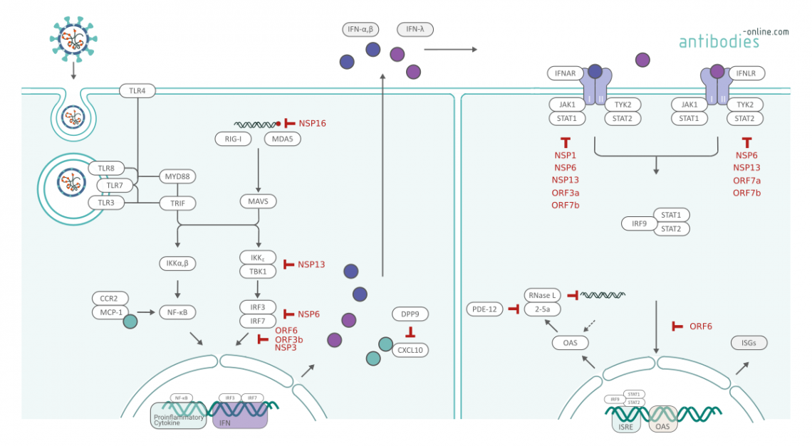 Interferon Antagonismus